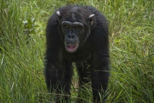 Overnight Safari to Olpejeta Conservancy and Mount Kenya.