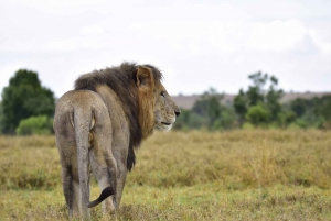 Overnight Safari to Olpejeta Conservancy and Mount Kenya.