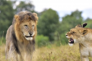 Overnight Safari to Olpejeta Conservancy and Mount Kenya.