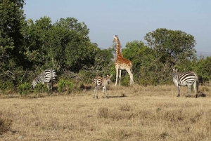 Overnight Safari to Olpejeta Conservancy and Mount Kenya.