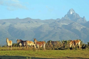 Overnight Safari to Olpejeta Conservancy and Mount Kenya.