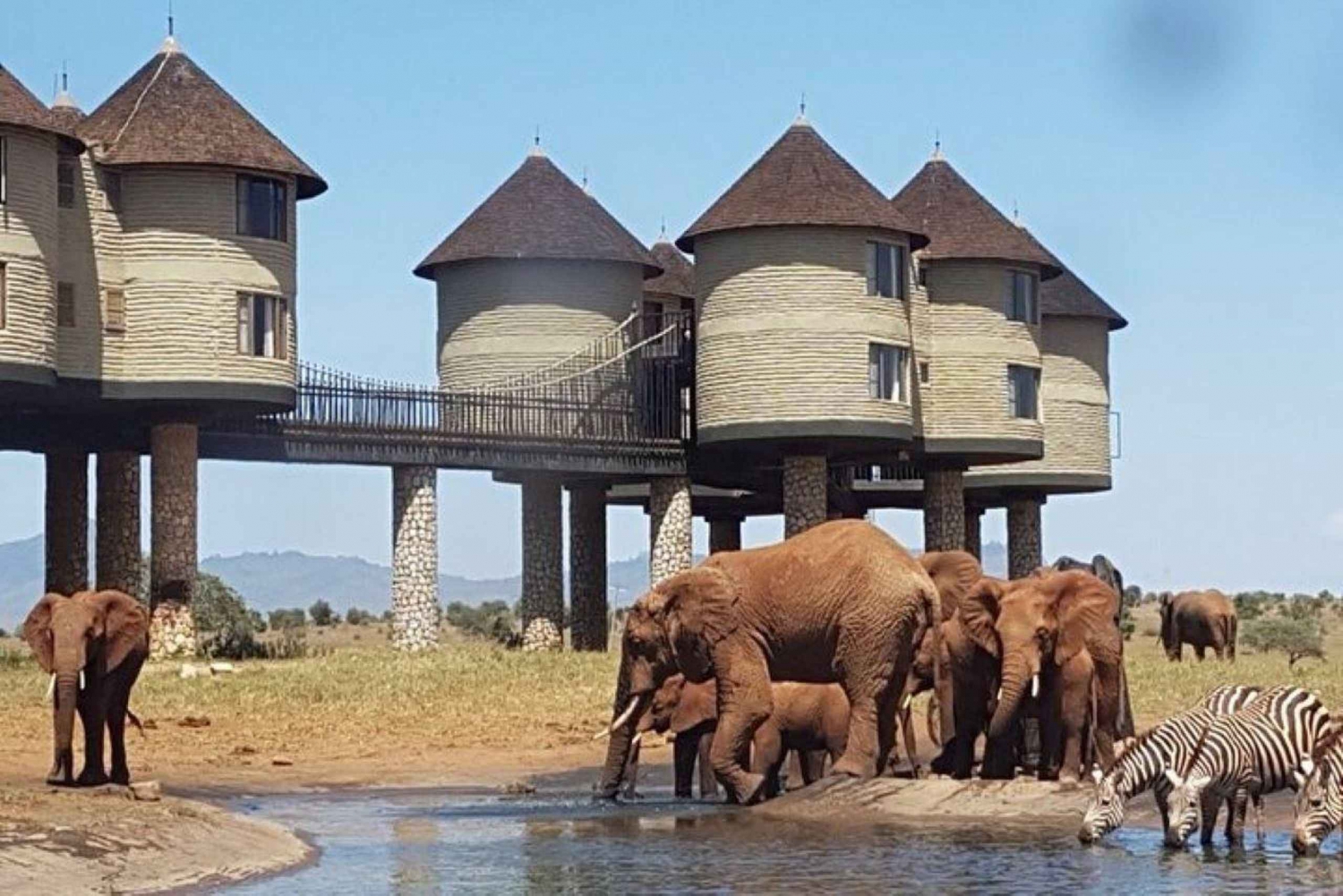 Safari met overnachting naar Saltlick Safari Lodge vanuit Mombasa/Diani