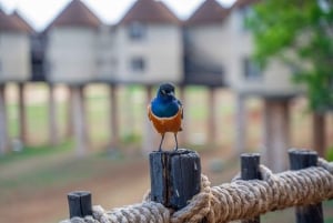 Safari med overnatning til Saltlick Safari Lodge fra Mombasa/Diani