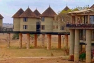 Safari med overnatning til Saltlick Safari Lodge fra Mombasa/Diani