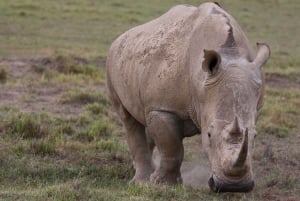 Overnight Safari to Serena Sweetwaters