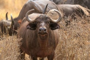 Safari mit Übernachtung in Tsavo Ost von Diani Beach aus