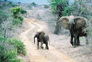 Overnight Safari to Tsavo East From Diani Beach