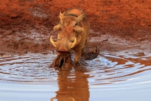 PRIVATE OVERNIGHT TSAVO EAST SAFARI FROM MOMBASA OR DIANI