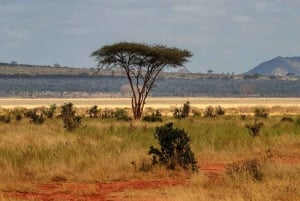 PRIVATE OVERNIGHT TSAVO EAST SAFARI FROM MOMBASA OR DIANI