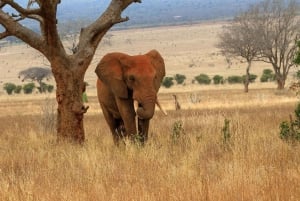 PRIVATE OVERNIGHT TSAVO EAST SAFARI FROM MOMBASA OR DIANI