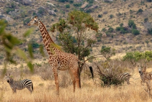 PRIVATE OVERNIGHT TSAVO EAST SAFARI FROM MOMBASA OR DIANI