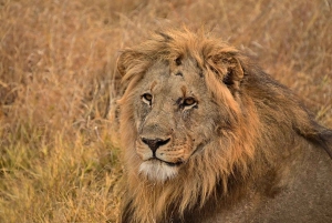 PRIVATE OVERNIGHT TSAVO EAST SAFARI FROM MOMBASA OR DIANI