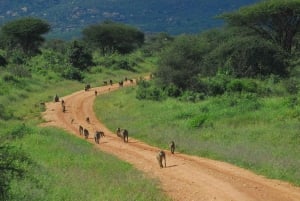 PRIVATE OVERNIGHT TSAVO EAST SAFARI FROM MOMBASA OR DIANI