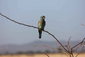PRIVATE OVERNIGHT TSAVO EAST SAFARI FROM MOMBASA OR DIANI
