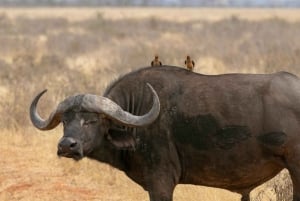 PRIVATE OVERNIGHT TSAVO EAST SAFARI FROM MOMBASA OR DIANI