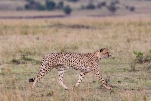 PRIVATE OVERNIGHT TSAVO EAST SAFARI FROM MOMBASA OR DIANI