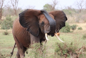 PRIVATE OVERNIGHT TSAVO EAST SAFARI FROM MOMBASA OR DIANI