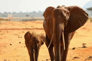 PRIVATE OVERNIGHT TSAVO EAST SAFARI FROM MOMBASA OR DIANI