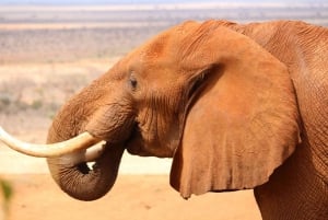 PRIVATE OVERNIGHT TSAVO EAST SAFARI FROM MOMBASA OR DIANI