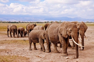 PRIVATE OVERNIGHT TSAVO EAST SAFARI FROM MOMBASA OR DIANI