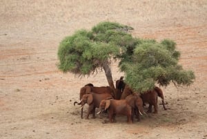 PRIVATE OVERNIGHT TSAVO EAST SAFARI FROM MOMBASA OR DIANI
