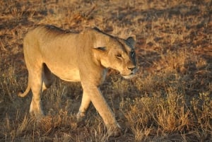 Nachtsafari nach Tsavo Ost von Mombasa / Diani Beach