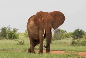 Nachtsafari nach Tsavo Ost von Mombasa / Diani Beach