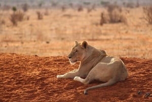 Nachtsafari nach Tsavo Ost von Mombasa / Diani Beach