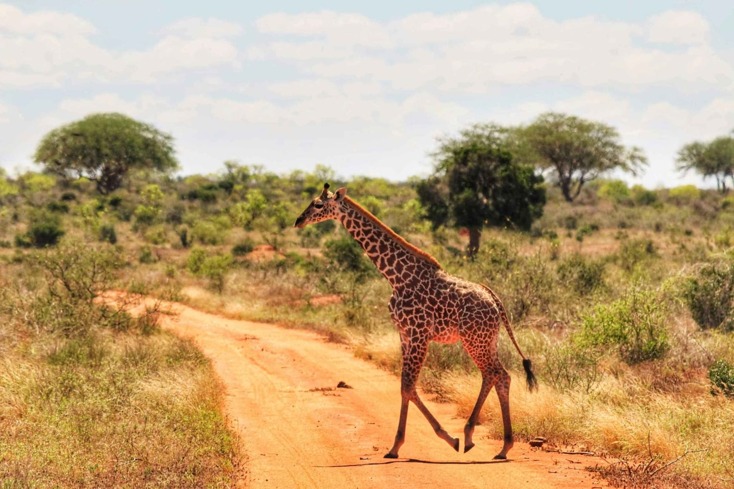 Safari con pernottamento al Parco Nazionale dello Tsavo Est da Mombasa