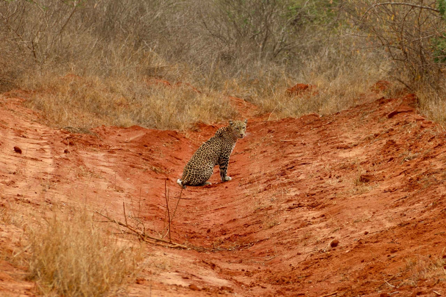 Safari con pernottamento al Parco Nazionale dello Tsavo Est da Mombasa