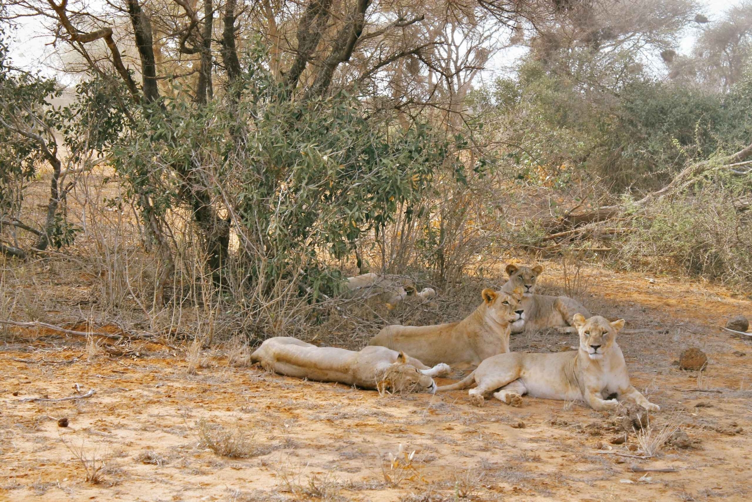 Safari con pernottamento al Parco Nazionale dello Tsavo Est da Mombasa