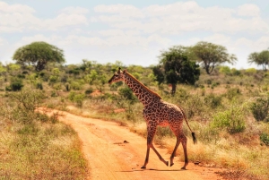Safari con pernottamento al Parco Nazionale dello Tsavo Est da Mombasa
