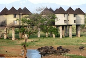 Salt Lick Safari med overnatting fra Mombasa