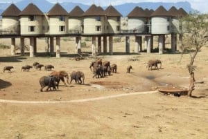 Salt Lick Safari med overnatting fra Mombasa