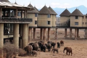 Salt Lick Safari med overnatting fra Mombasa