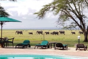 Salt Lick Safari med overnatting fra Mombasa