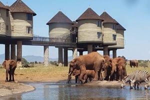 Salt Lick Safari med overnatting fra Mombasa