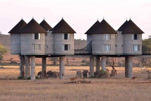 Salt Lick Safari med overnatting fra Mombasa