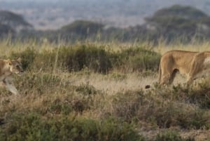 2 Days Group tour to Amboseli National Park(Mon-Wed-Sat)