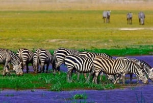 2 Days Group tour to Amboseli National Park(Mon-Wed-Sat)