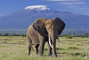 2 Days Group tour to Amboseli National Park(Mon-Wed-Sat)