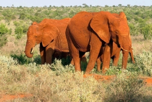 Overnight tour to Chyulu Hills National Park from Mombasa