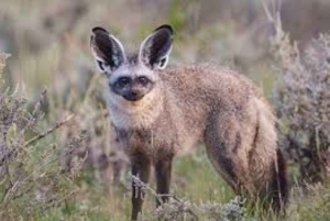 Overnight tour to Chyulu Hills National Park from Mombasa