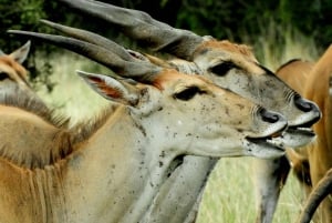 Private Adventure Nairobi national park in 4x4 Landcruiser
