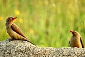Private Adventure Nairobi national park in 4x4 Landcruiser