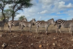 Private Adventure Nairobi national park in 4x4 Landcruiser