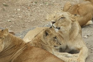 Private Adventure Nairobi national park in 4x4 Landcruiser