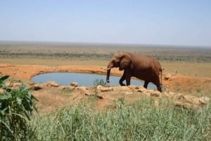 Private Day Tour of Tsavo East National Park from Mombasa