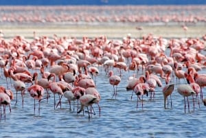 Частная однодневная экскурсия на озеро Баринго из Найроби