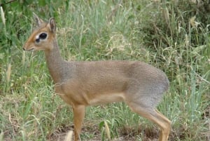 Частная однодневная экскурсия на озеро Баринго из Найроби